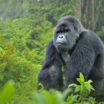 1 Day Rwanda Gorilla Trekking