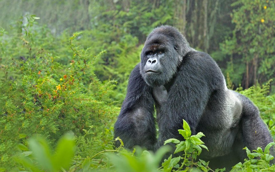 1 Day Rwanda Gorilla Trekking