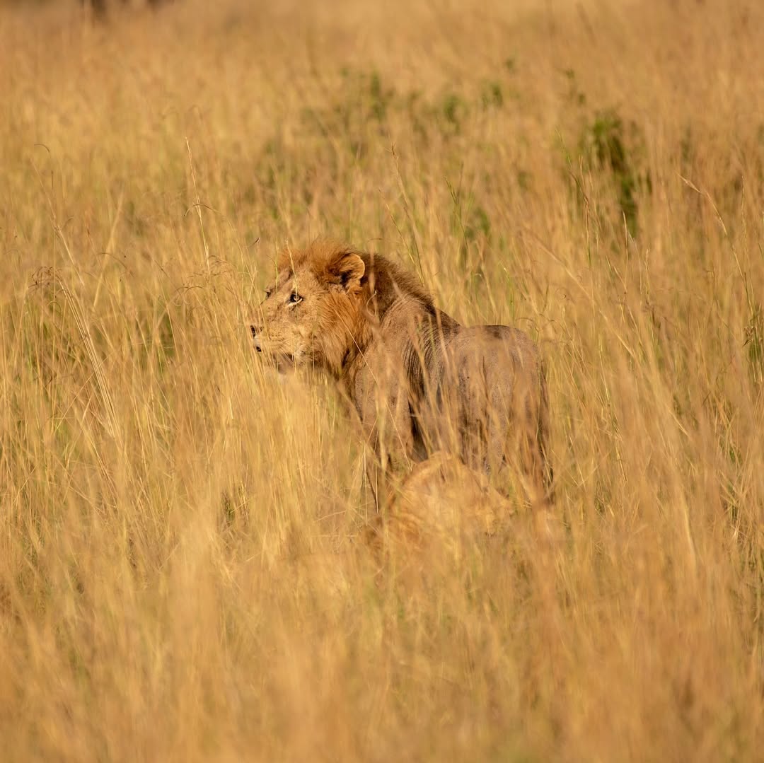 3 days Murchison falls