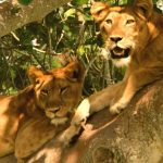 Where to see lions Uganda