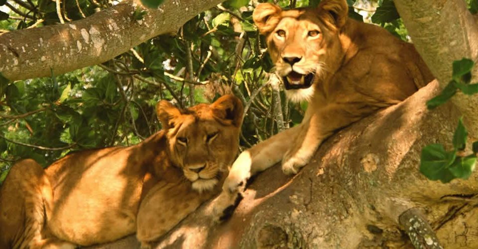 Where to see lions Uganda