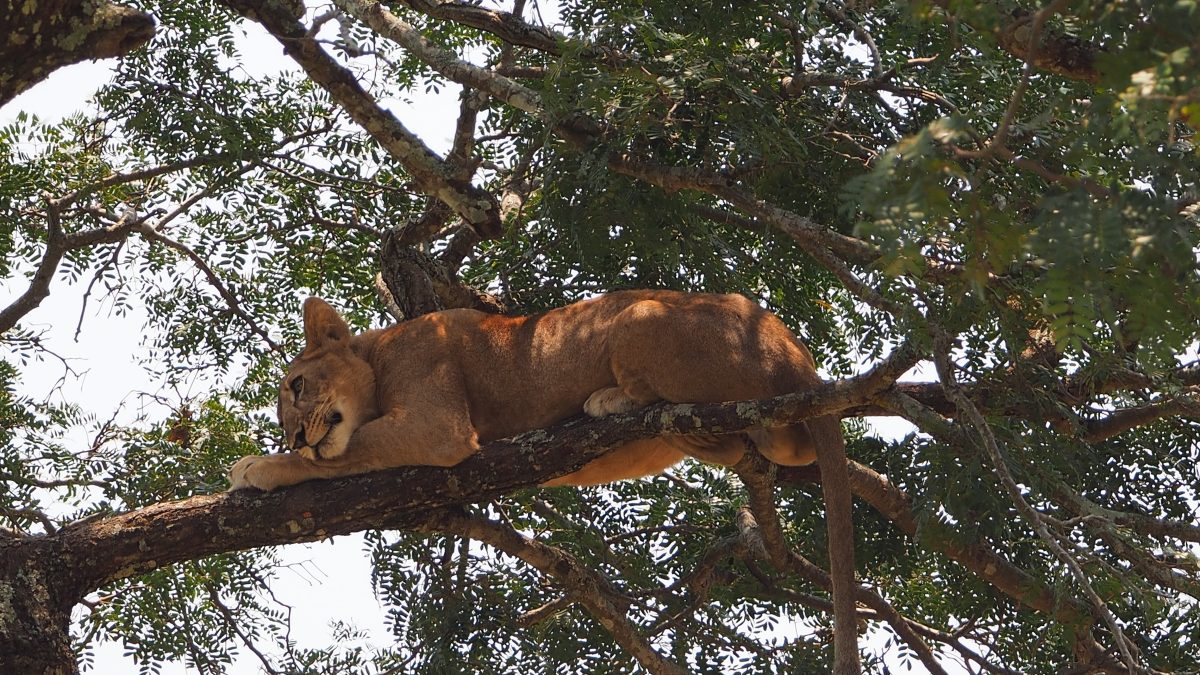 Planning Your 2026 Uganda Safari