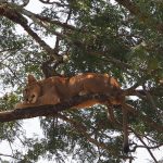 Planning Your 2026 Uganda Safari
