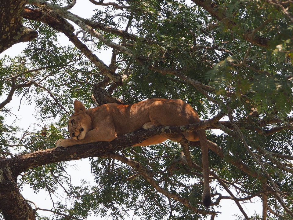 Planning Your 2026 Uganda Safari