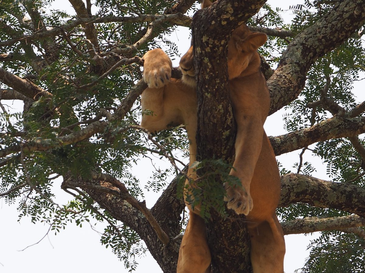 Wildlife Safaris in Uganda