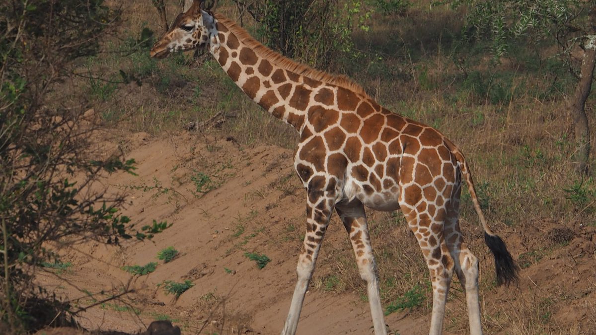 Animals to See Uganda Safari