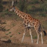 Animals to See Uganda Safari