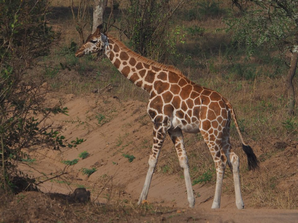 Animals to See Uganda Safari