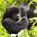 Best Rwanda Gorilla Safaris