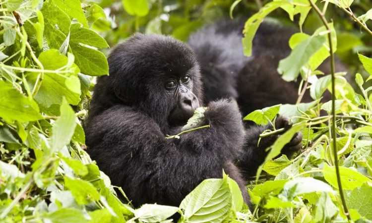 Best Rwanda Gorilla Safaris