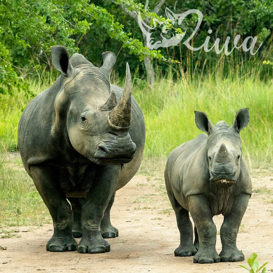 3 days Murchison falls