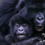 Bwindi Gorilla Trekking from Kigali