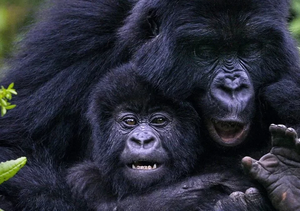 Bwindi Gorilla Trekking from Kigali