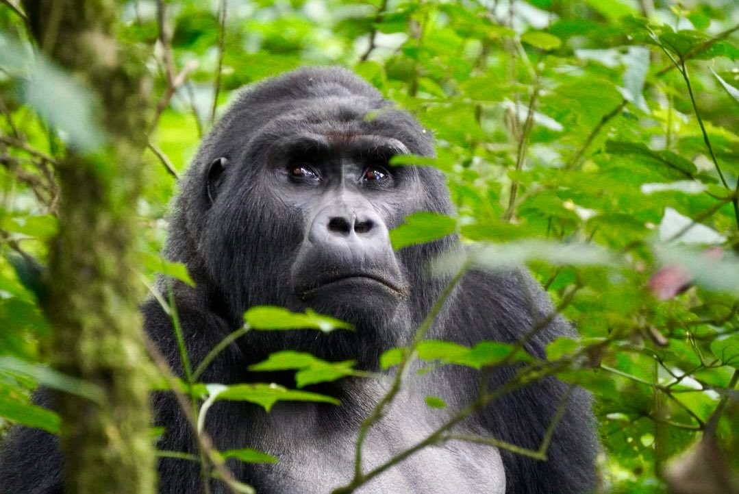 Uganda Gorilla Trekking