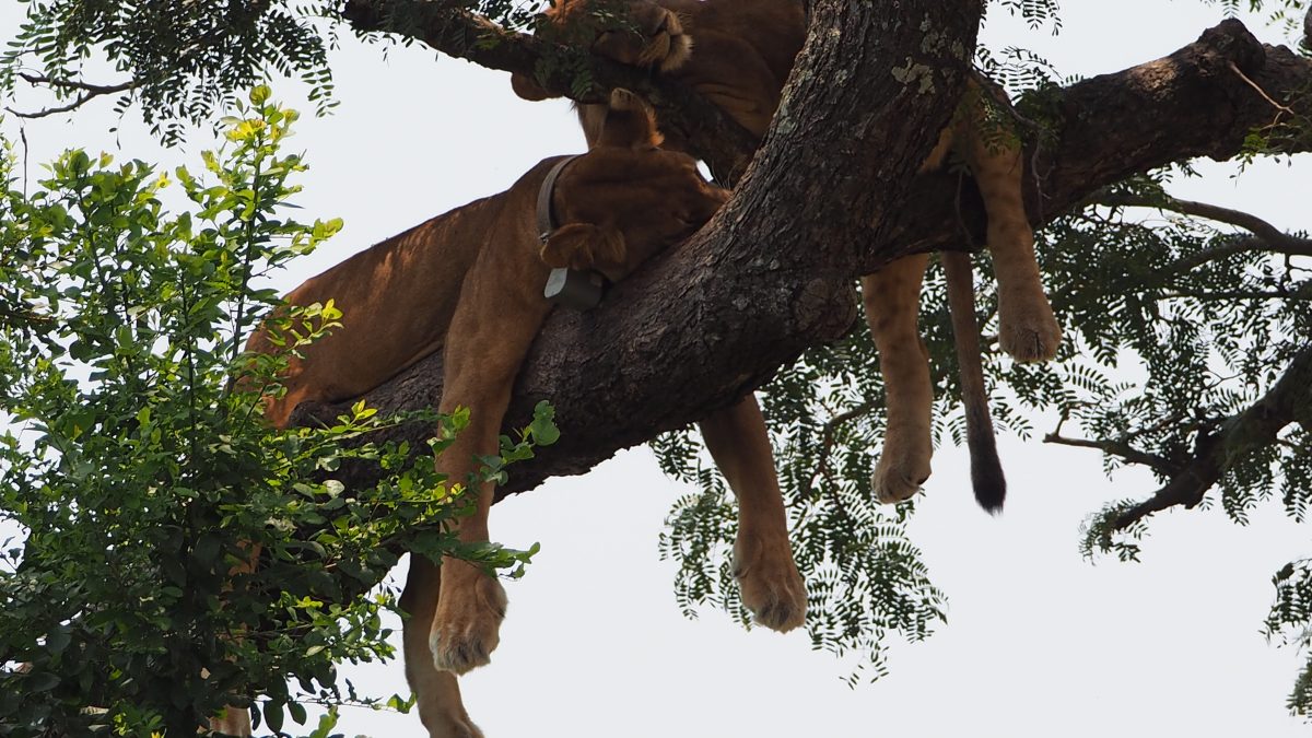 Ishasha tree climbing lions