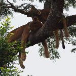 Ishasha tree climbing lions