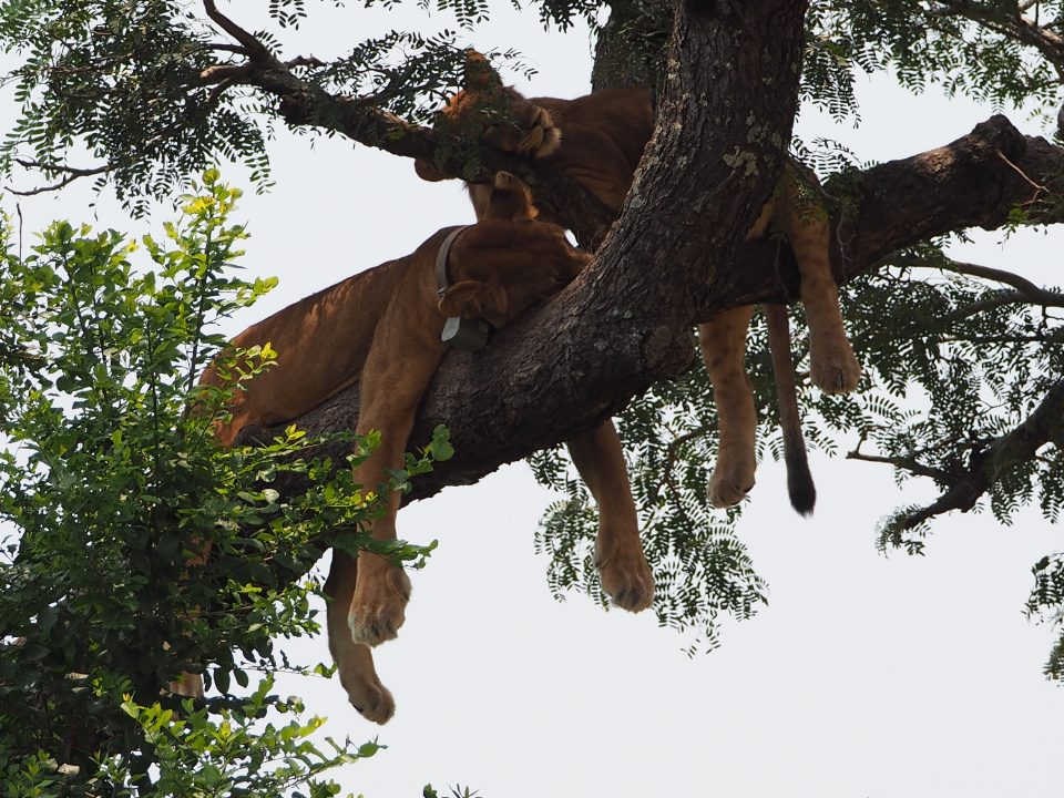 Ishasha tree climbing lions