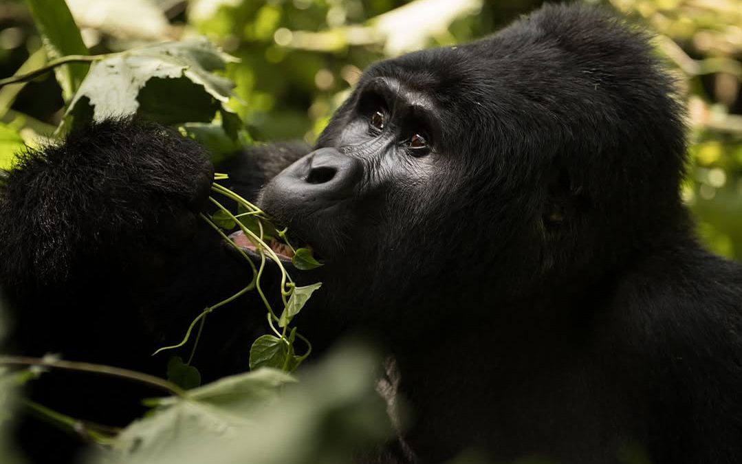 Uganda Rwanda combined safari