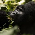 Uganda Rwanda combined safari