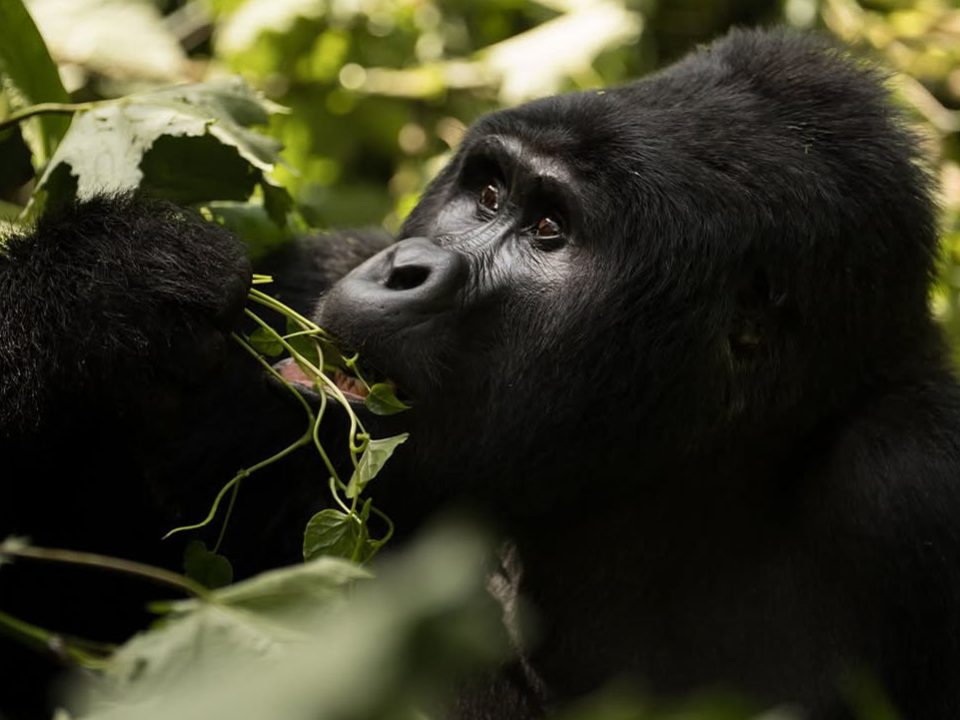 Uganda Rwanda combined safari