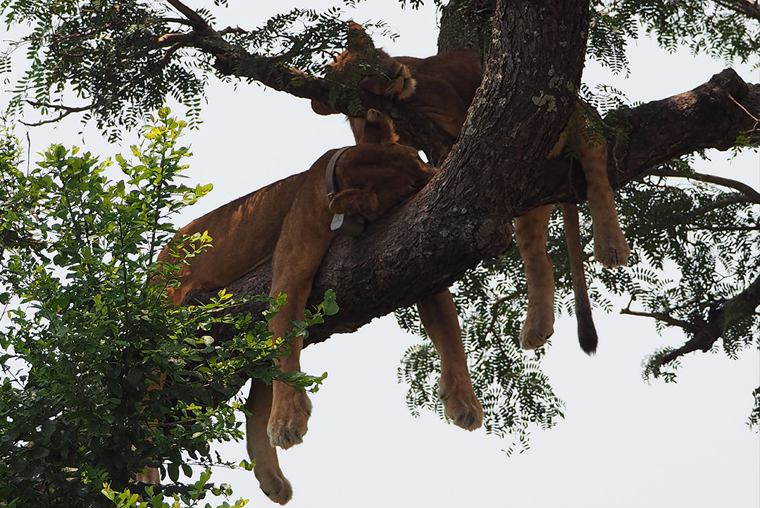 Uganda Rwanda combined safari