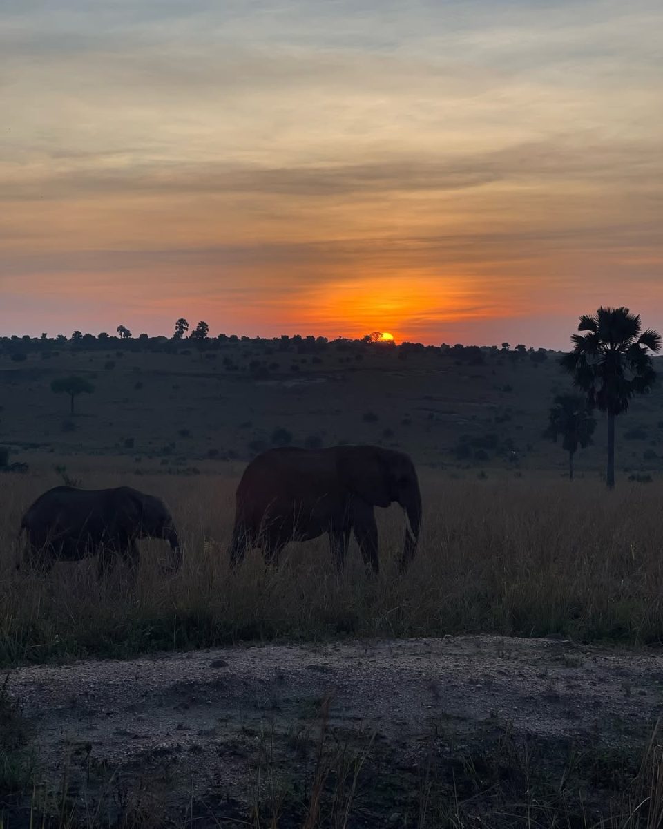 Wildlife Safaris in Uganda