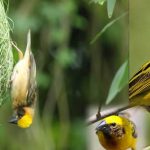 Bird Watching Sites Uganda