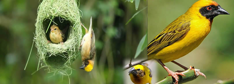 Bird Watching Sites Uganda