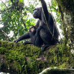 Chimpanzee Tracking in Uganda