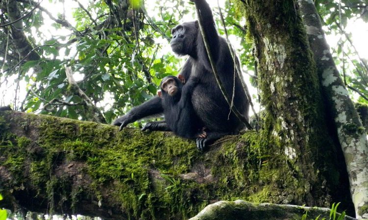 Chimpanzee Tracking in Uganda