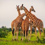 Murchison Falls Safari 2026