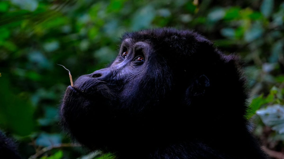 Uganda Gorilla Trekking
