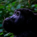Uganda Gorilla Trekking