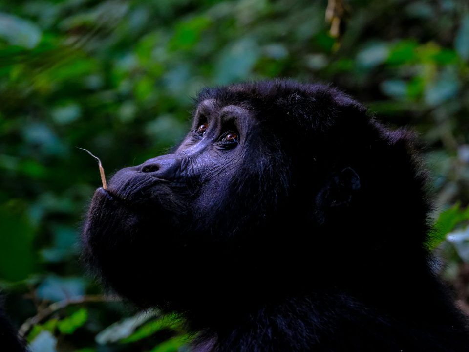 Uganda Gorilla Trekking