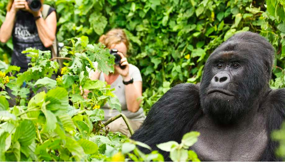 First Gorilla Trekking Adventure