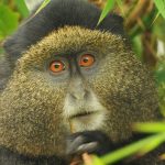 Uganda Golden Monkey Tracking