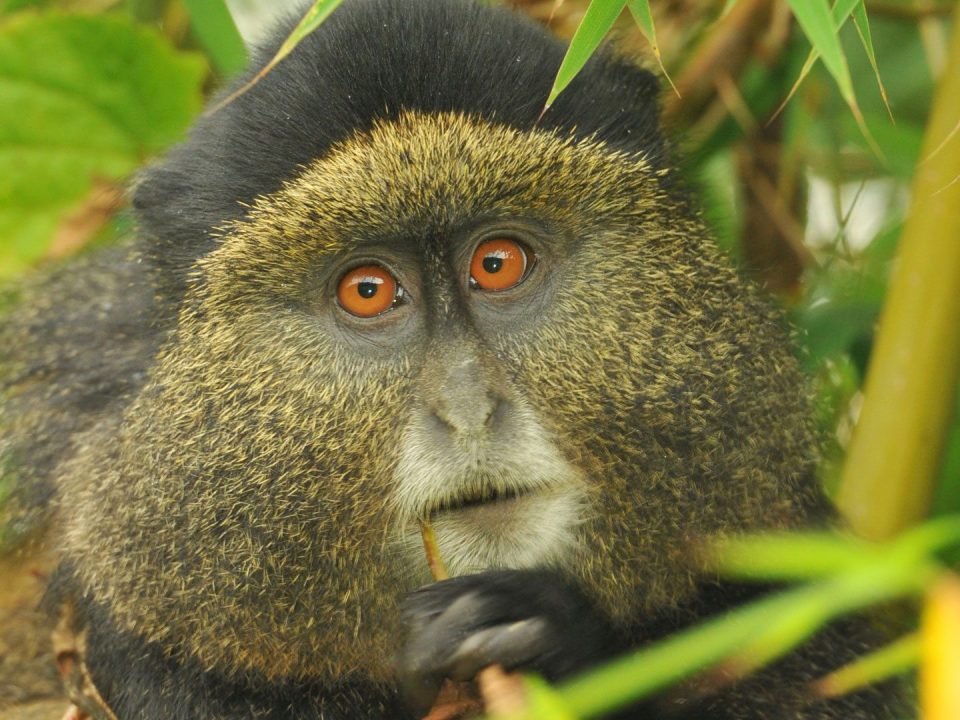 Uganda Golden Monkey Tracking