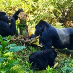 12 Days Rwanda Luxury Flying Safari.