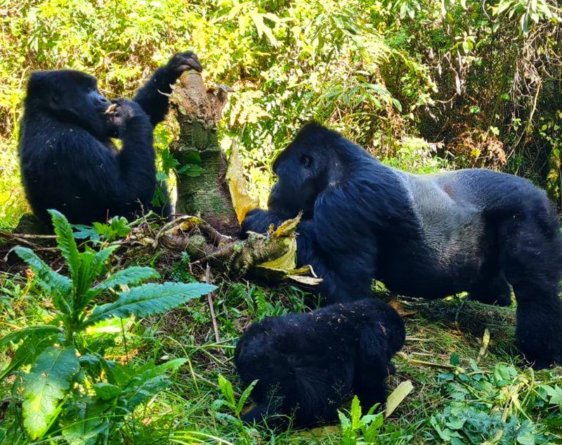 12 Days Rwanda Luxury Flying Safari.