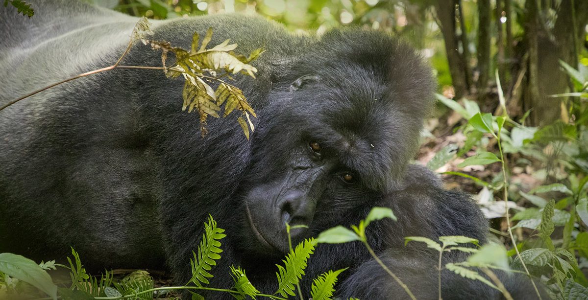 Wildlife Conservation Uganda Rwanda
