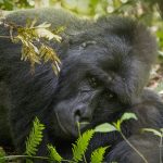 Wildlife Conservation Uganda Rwanda