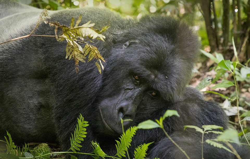 Wildlife Conservation Uganda Rwanda