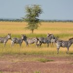 Uganda Rwanda Safari Itineraries