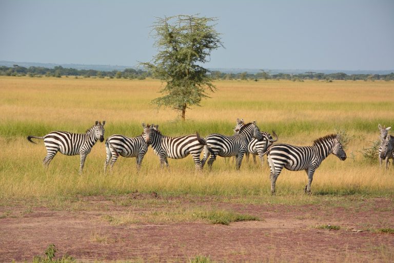 Uganda Rwanda Safari Itineraries