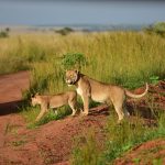 Reasons to Book Your Uganda