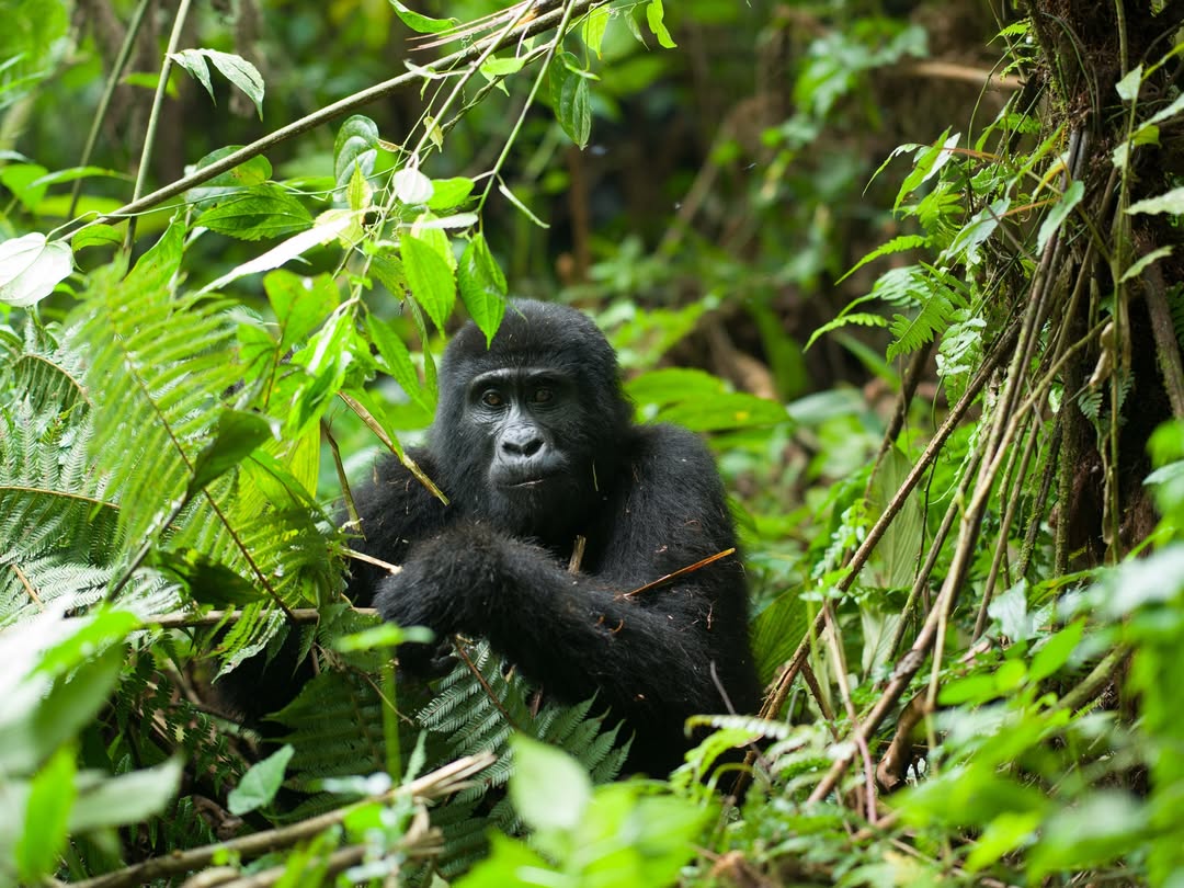 7 Days Rwanda Gorilla & Wildlife