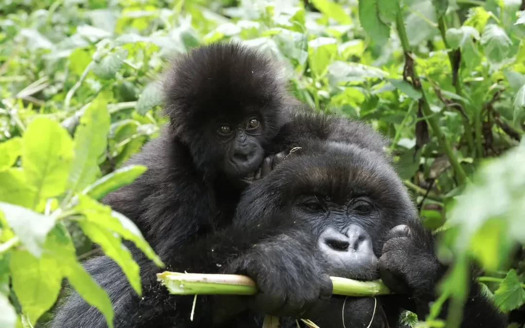 Rwanda Safari Highlights