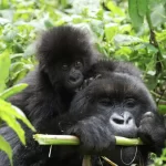 Rwanda Safari Highlights
