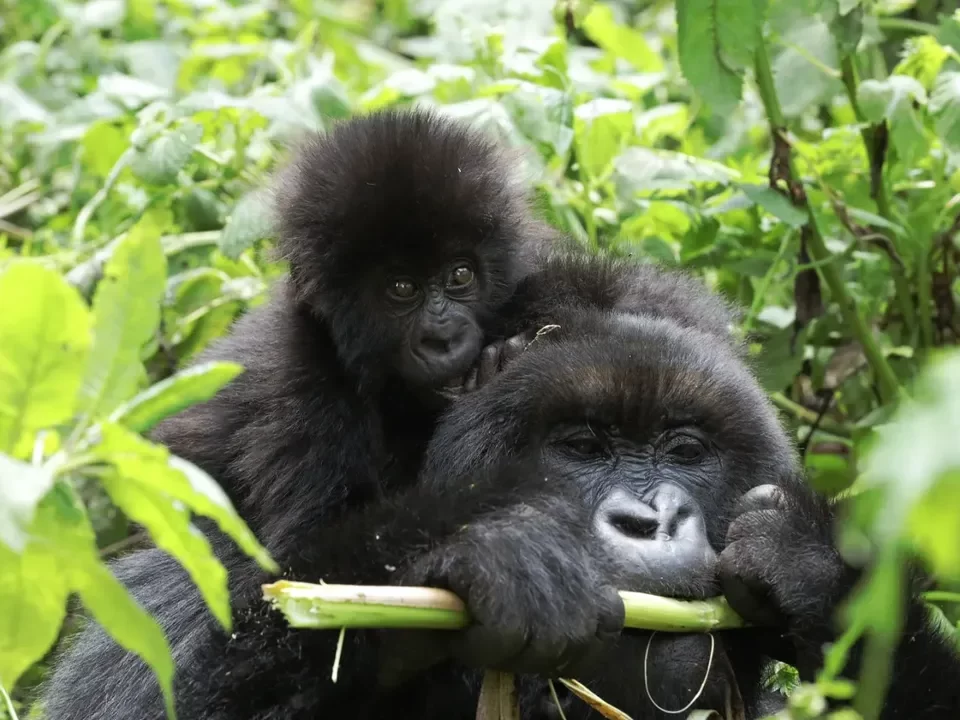 Rwanda Safari Highlights
