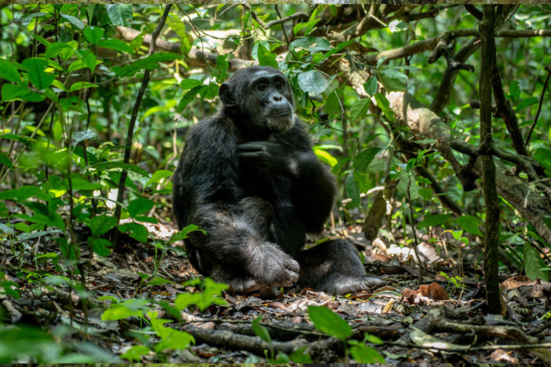 7-Day Gorilla Chimpanzee & Wildlife